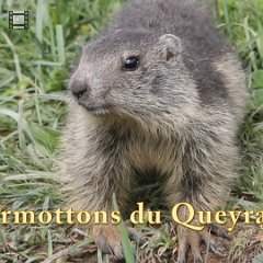 Marmottes de Molines en Queyras